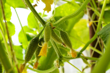 Cucumbers germ. A bountiful harvest