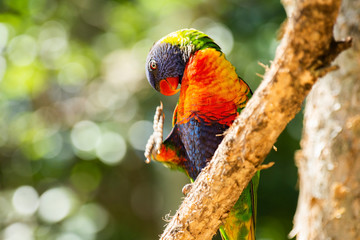 Rainbow lorikeet