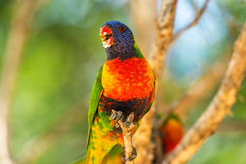 Rainbow lorikeet