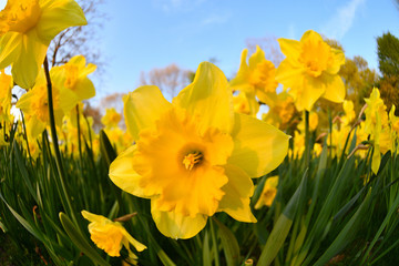 Fototapeta premium Narzissenfeld