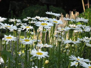 Field of Daisies