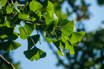 Ginkgo biloba tree leaves closeup on blue sky background in summer time