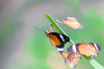 Leopard Lacewing Butterfly on Chrysalis in the garden.