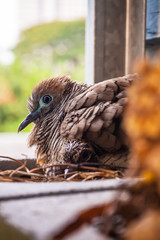 Obraz premium Spotted dove Birds are hatching