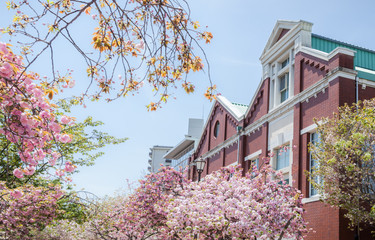 Mint Museum (Zohei hakubutsukan) and cherry blossoms (Sakura-no-Torinuke) in Osaka, Japan