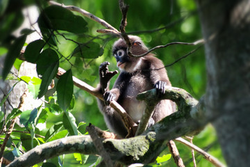 Little leaf monkeys or Dusky Langur eating leaves in the rain forest