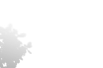 Summer background of shadows branch leaves on a white wall. White and Black for overlaying a photo or mockup