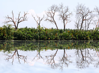 Mirror reflection of the trees along the canal