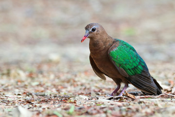 Image of bird, Common Emerald Dove on nature background.