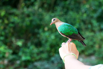 Bird in the hand, Common Emerald Dove on nature background.