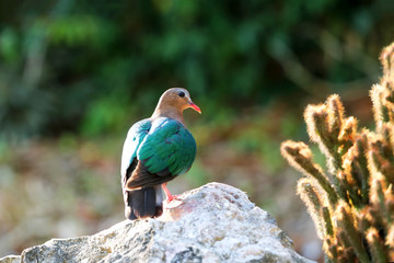 Image of bird, Common Emerald Dove on nature background.