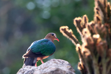 Image of bird, Common Emerald Dove on nature background