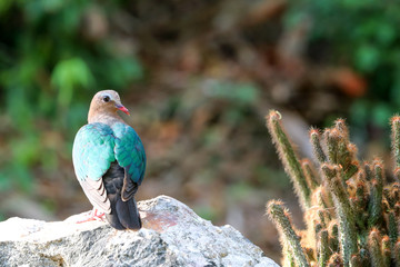 Image of bird, Common Emerald Dove on nature background.