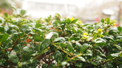 芽吹くつつじに春の雪　