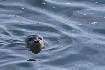 Fototapeta premium Phoque commun