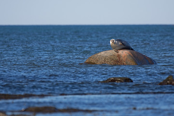 Phoque commun sur sa roche © rrichard29