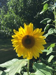 Bee on Sunflower