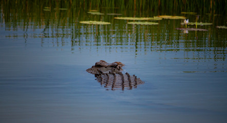 crocodile