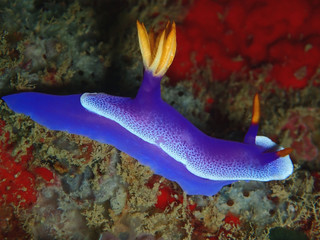 Closeup and macro shot of nudibranch Hypselodoris apolegma is a species of colourful sea slug or dorid nudibranch, a marine gastropod mollusk in the family Chromodorididae.