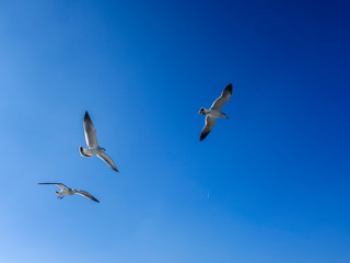 Seagulls on the sea, under the blue sky