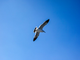 Seagulls on the sea, under the blue sky