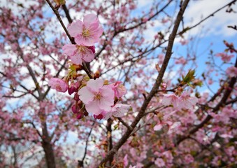 早咲きの桜　-カワズサクラ