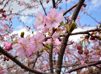 早咲きの桜　-カワズサクラ