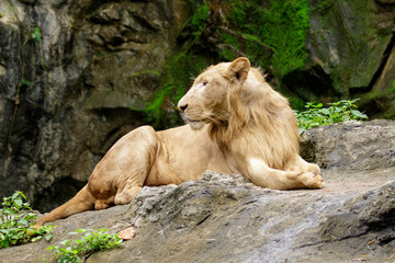 Image of a male lion relax on the rocks. Wildlife Animals.