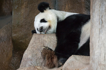 Obraz premium Image of a panda is sleeping on the rocks. Wild Animals.
