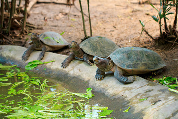 Image of Giant Asian Pond Turtle, Asian Giant Terrapin(Heosemys Grandis) on the floor. Reptile. Animals.