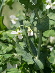 キヌサヤエンドウマメの花