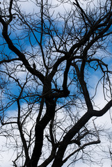 tree and sky