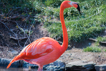 flamingo in zoo