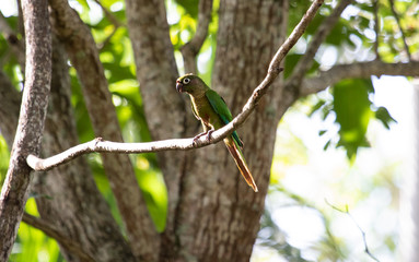 Wild parakeet