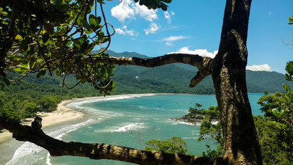 Fototapeta na wymiar Tree and beach view