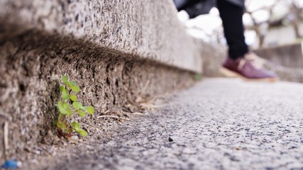 足元の生命　日本