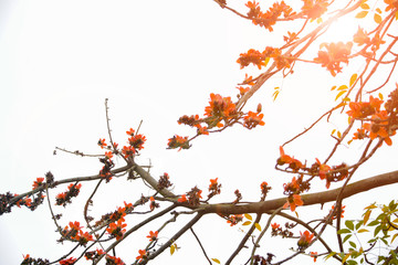 Bombax ceiba flowers blooming in the trees at dusk. 