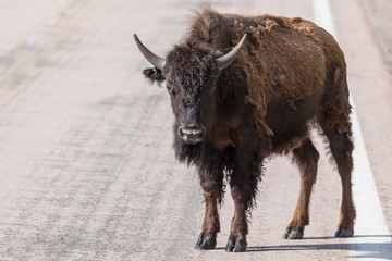 Bison Crossing Road