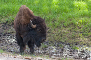 Fototapeta premium Large Bison Bull