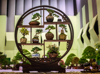 The vertical garden with bonsai.