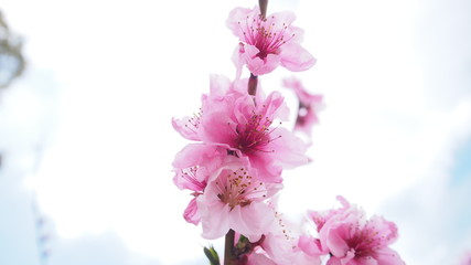 桃の開花　日本