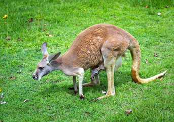 Red kangaroo, mother and baby are resting on the grass.