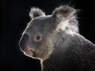 Koala's face on a black background. © MrPreecha