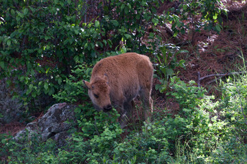 Baby Bison in the Brush