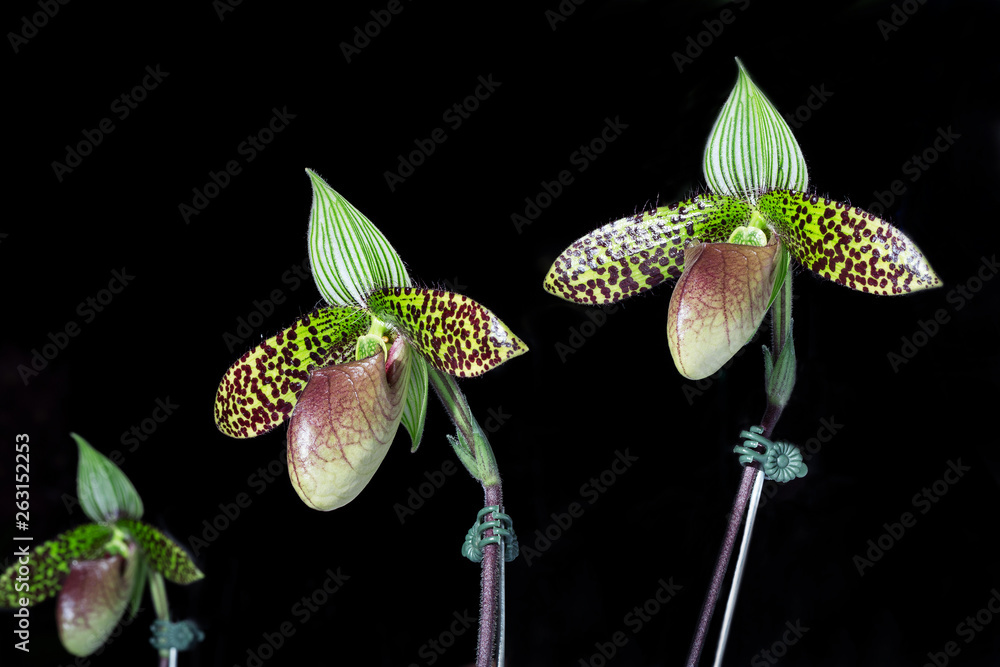 Poster Paphiopedilum on a black background.