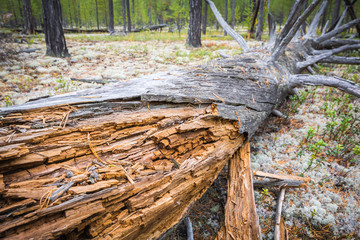 Rotten pine tree fallen from old age to ground in forest.