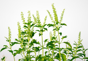 Lemon basil (Ocimum × africanum Lour) vegetables, herbs for health.
