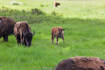 Baby Bison with Family