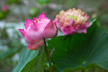 Lotus flowers bloom in the garden.