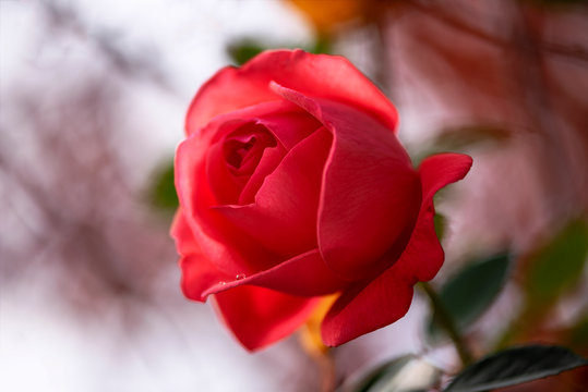 Dreamy image of a red rose with water drops